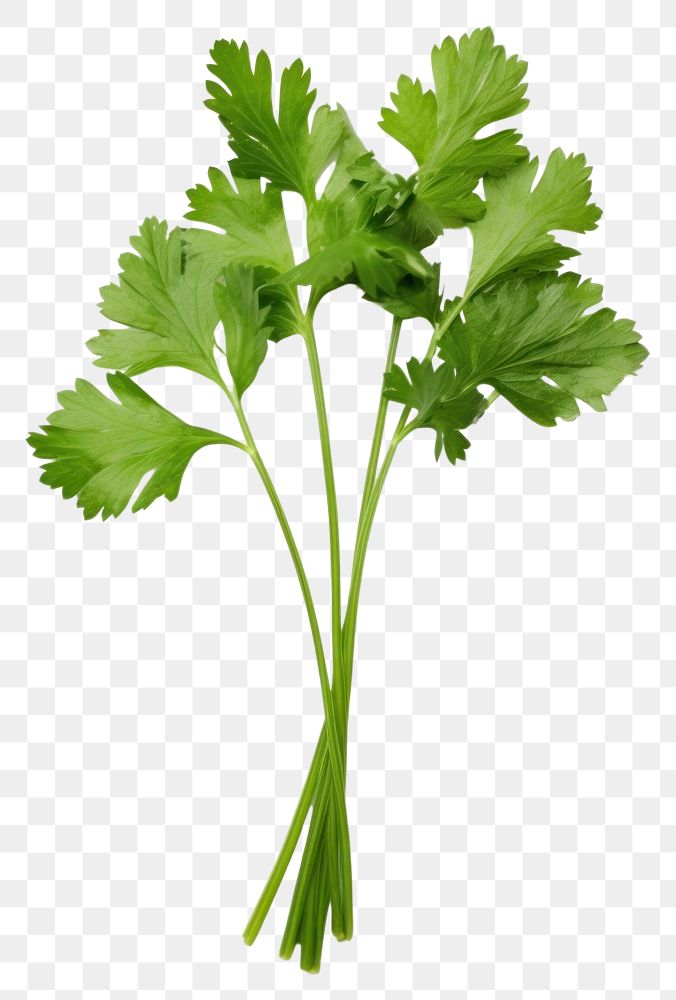 PNG Herbs parsley plant  