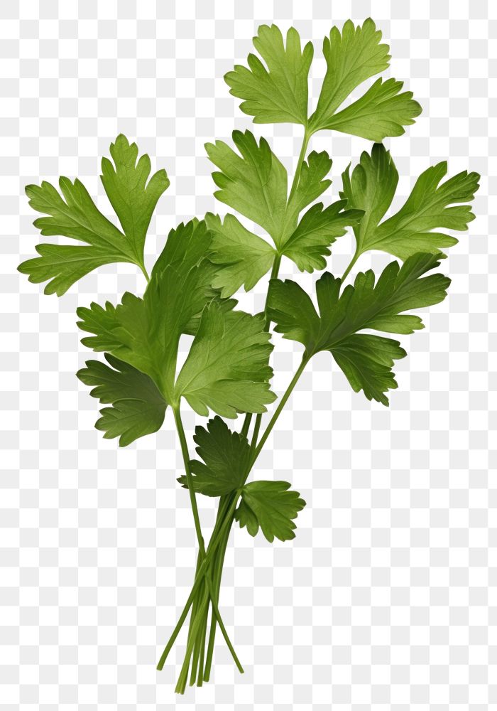 PNG Herbs parsley plant  