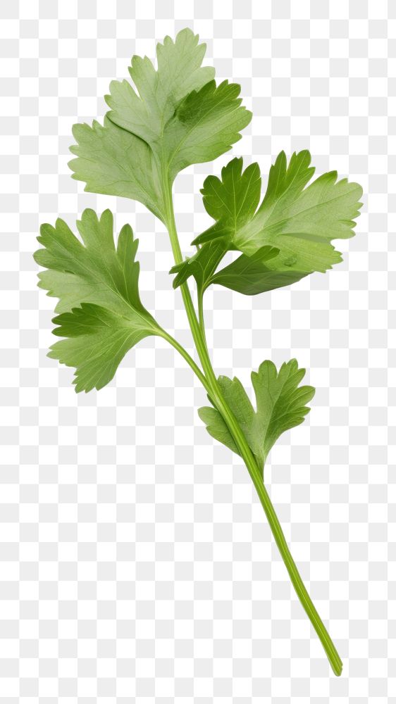 PNG Herbs parsley plant white background. AI generated Image by rawpixel.