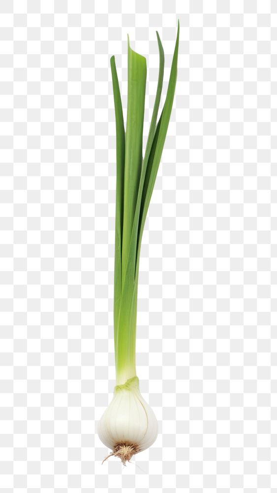 PNG Garlic plant green food. AI generated Image by rawpixel.