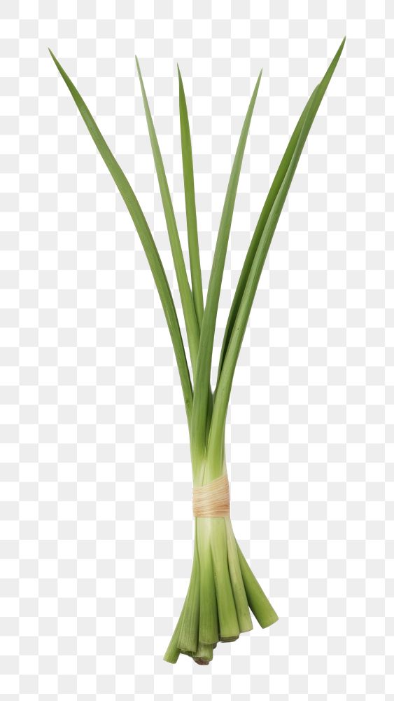 PNG Vegetable plant green leek. AI generated Image by rawpixel.