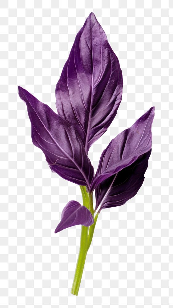 PNG Purple flower petal plant. AI generated Image by rawpixel.