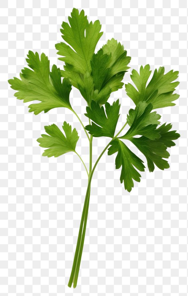 PNG Parsley herbs plant  