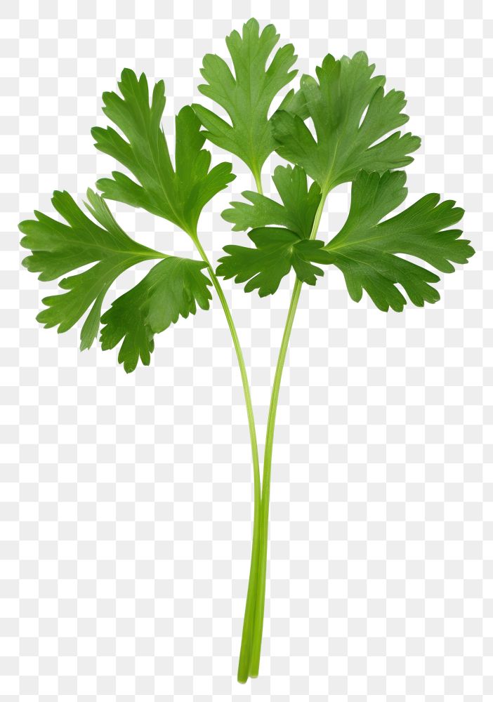 PNG Parsley herbs plant white background. AI generated Image by rawpixel.