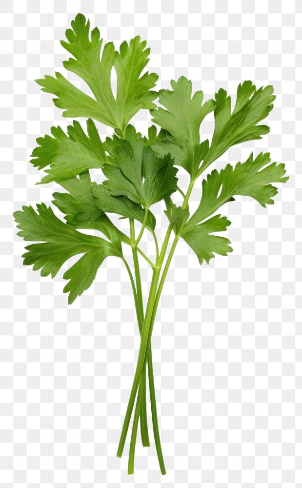 PNG Parsley herbs plant  