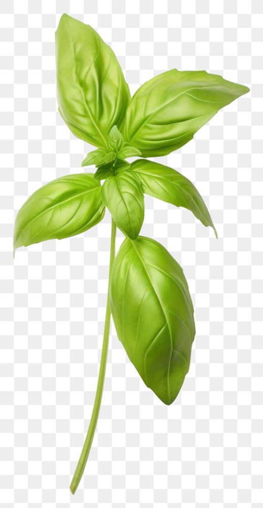 PNG Basil plant herbs leaf. AI generated Image by rawpixel.