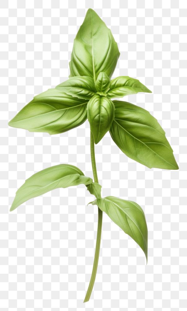 PNG Plant basil herbs leaf. AI generated Image by rawpixel.