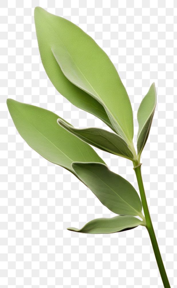 PNG Herbs plant leaf  