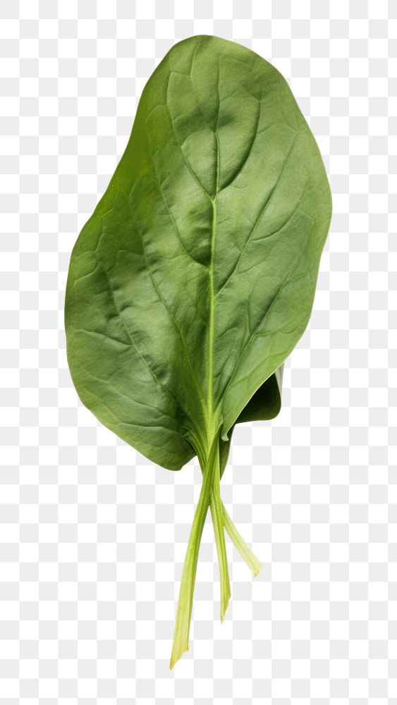 PNG Spinach vegetable plant leaf. AI generated Image by rawpixel.