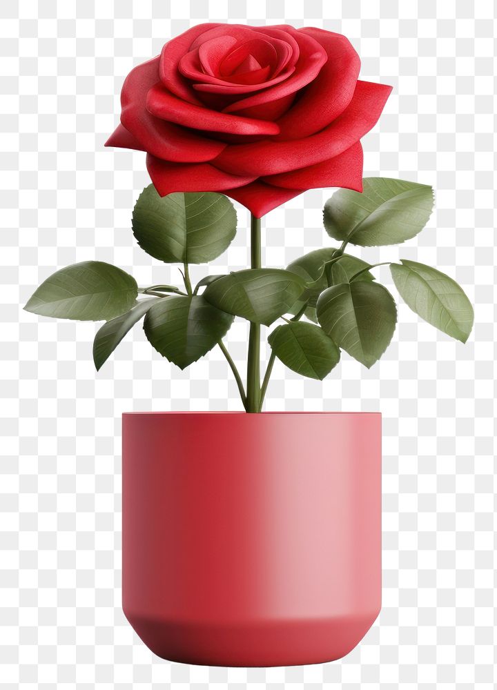 PNG Plant rose flower vase. 