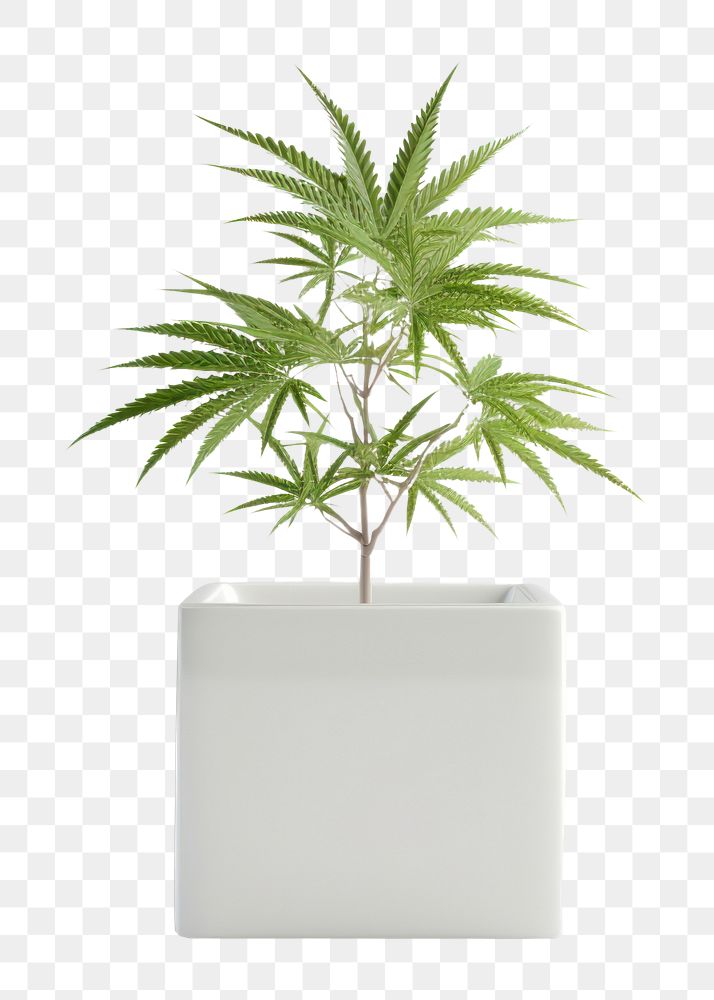 PNG Cannabis plant leaf tree. AI generated Image by rawpixel.