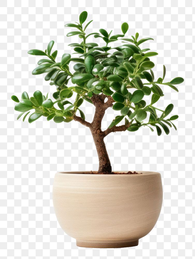 PNG Tree decoration bonsai plant. AI generated Image by rawpixel.