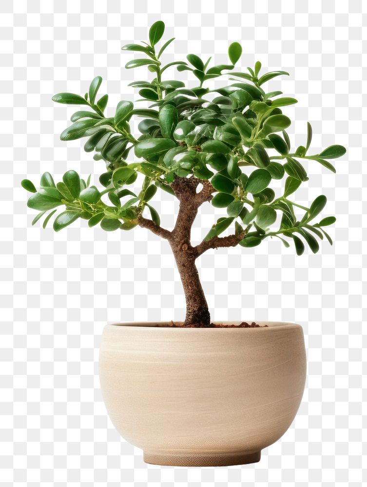 PNG Tree decoration bonsai plant. 