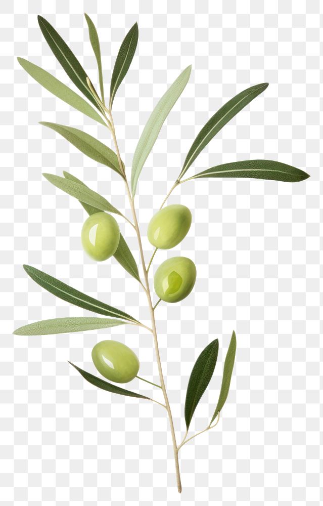 PNG Olive branch plant leaf tree. 