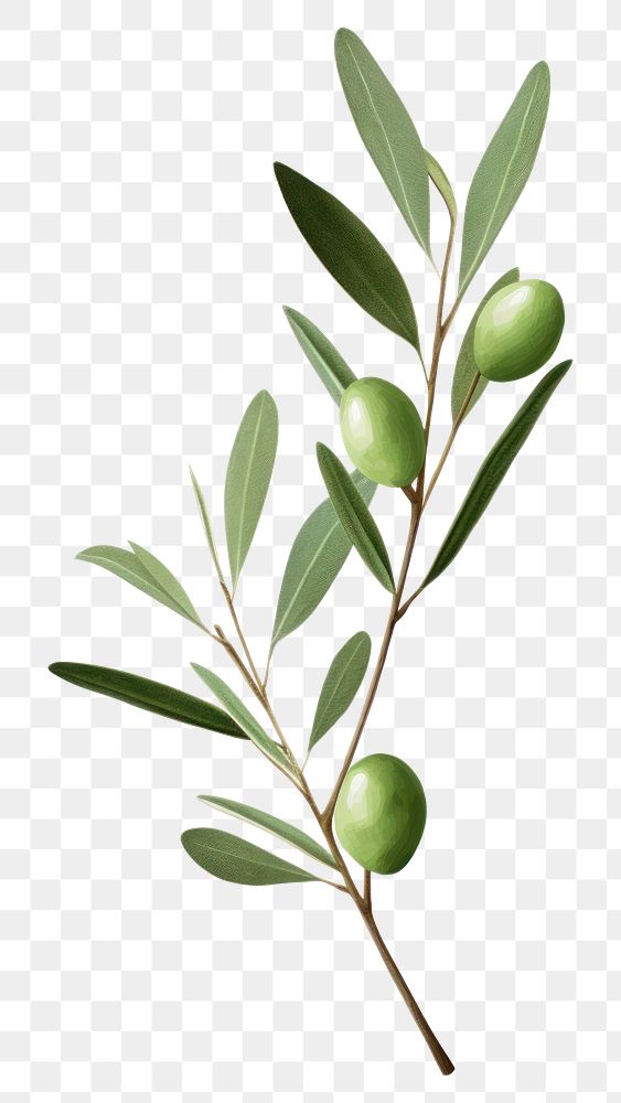 PNG Olive branch plant leaf tree. 