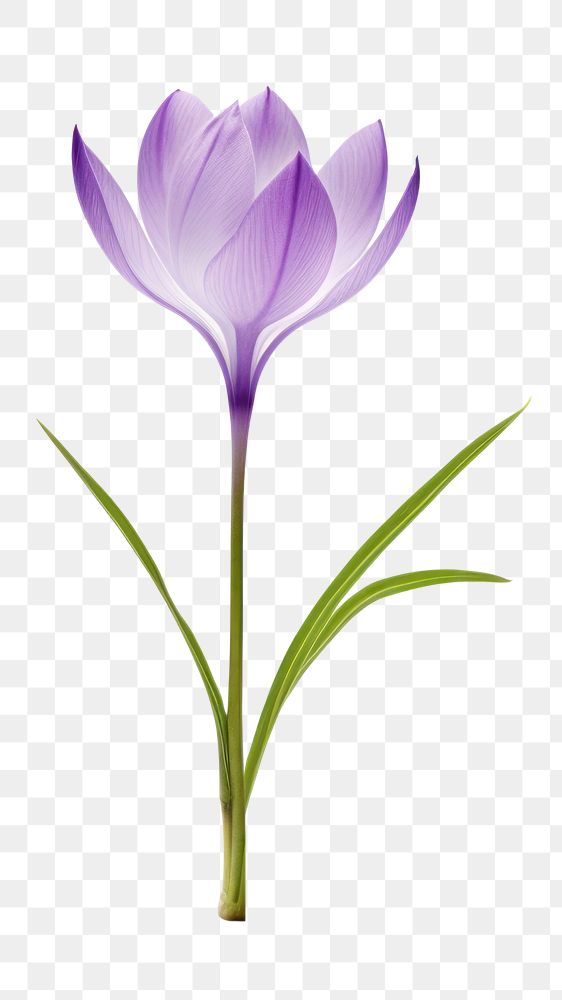 PNG Blossom flower crocus petal. AI generated Image by rawpixel.