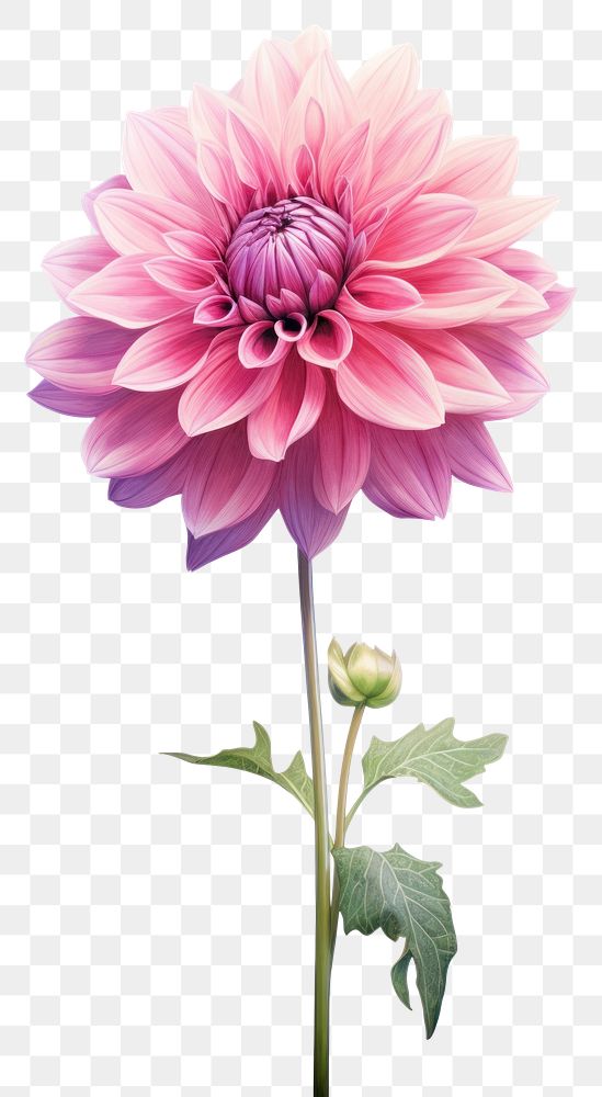 PNG Dahlia dahlia blossom flower. 