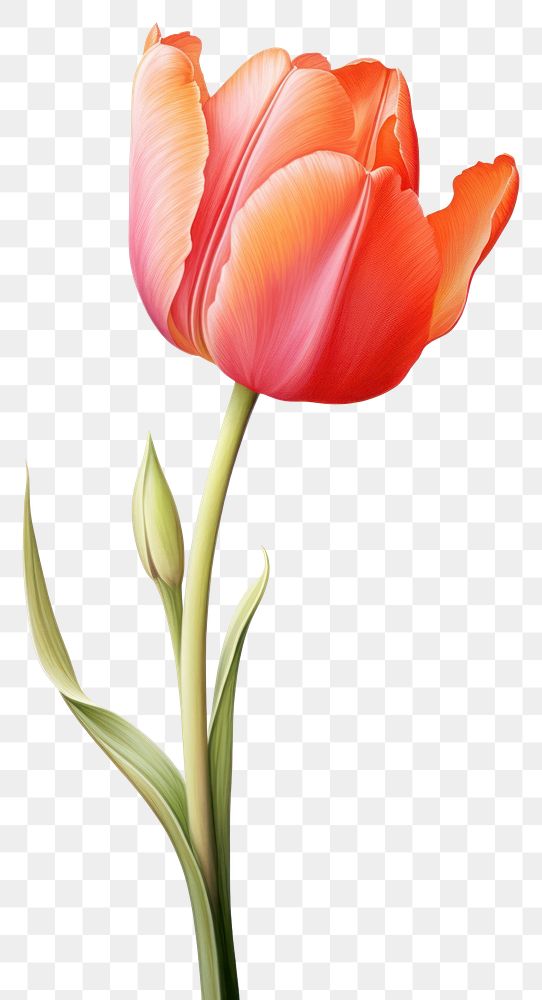 PNG Tulip tulip flower plant. AI generated Image by rawpixel.