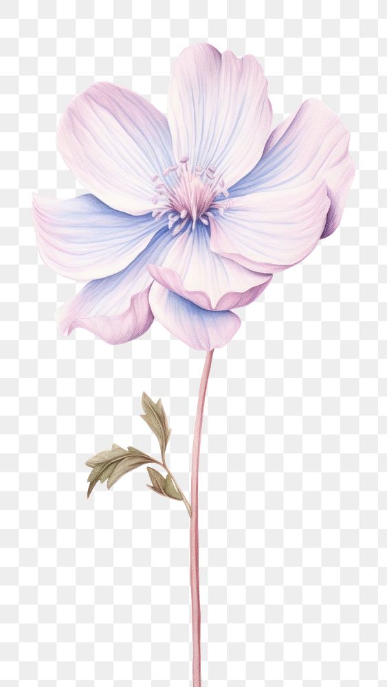 PNG Flower drawing blossom sketch. AI generated Image by rawpixel.