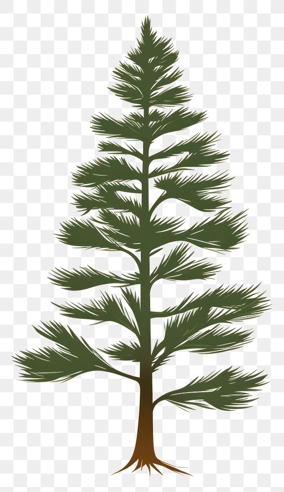 PNG Pine tree drawing sketch plant. AI generated Image by rawpixel.