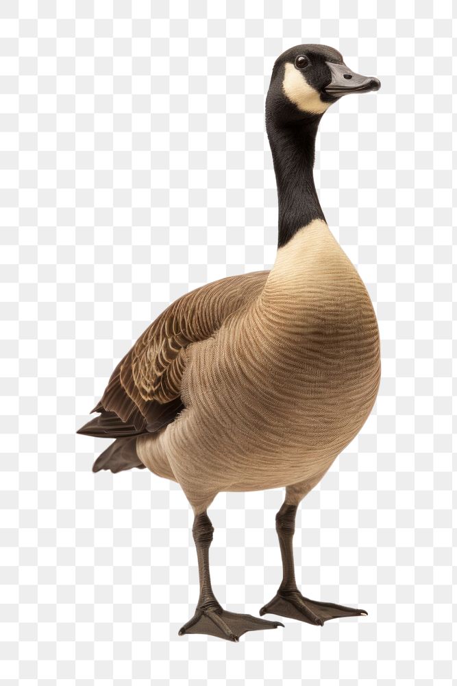 PNG A canada goose animal bird waterfowl. AI generated Image by rawpixel.