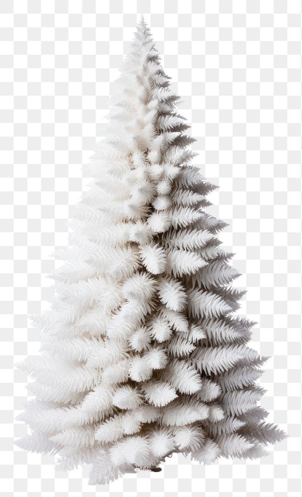 PNG Christmas tree plant white white background. AI generated Image by rawpixel.
