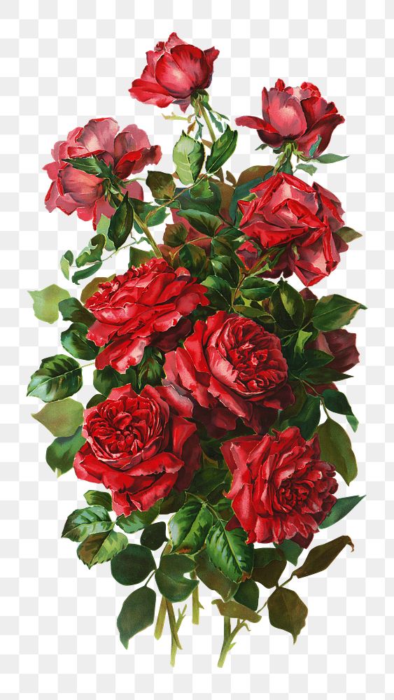 PNG Red rose, vintage flower illustration, transparent background. Remixed by rawpixel.