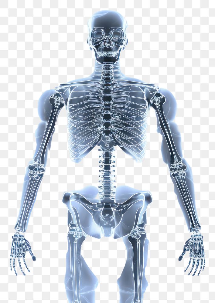 PNG Xray human  radiography. 