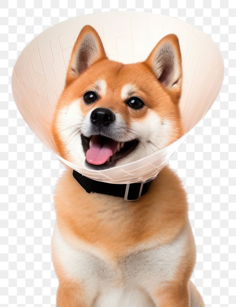 PNG Shiba inu dog mammal animal. 