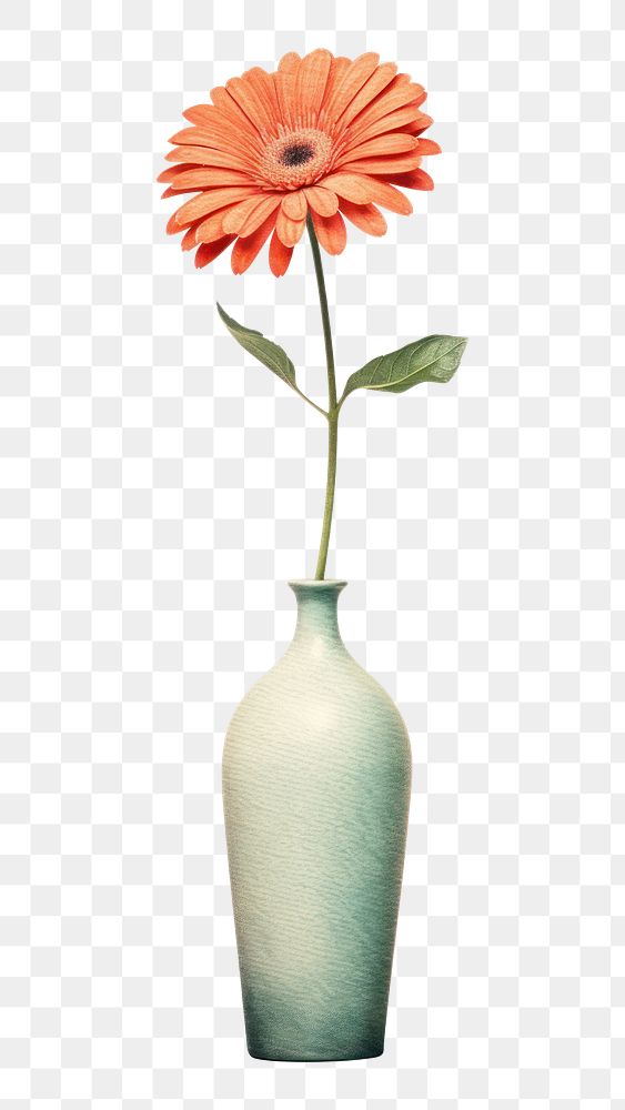 PNG Vase flower plant daisy. 