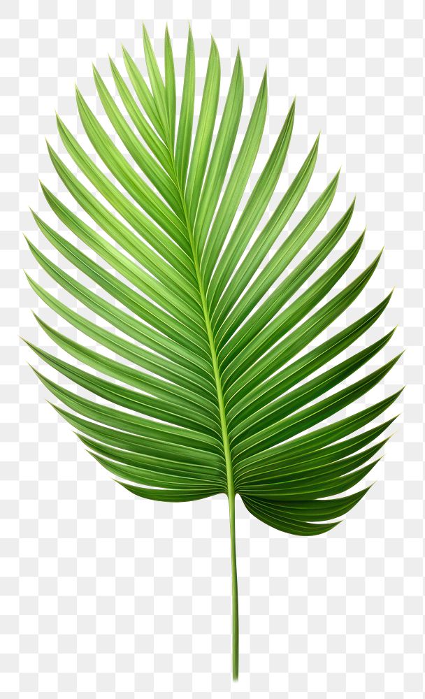 PNG Palm Leaf leaf plant tree. 