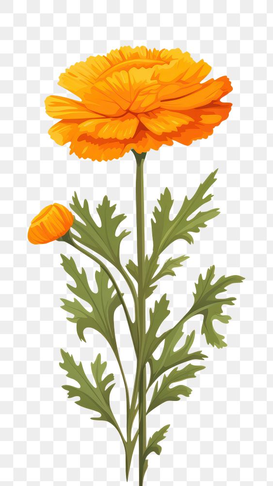 PNG Marigold flower plant petal herbs. AI generated Image by rawpixel.