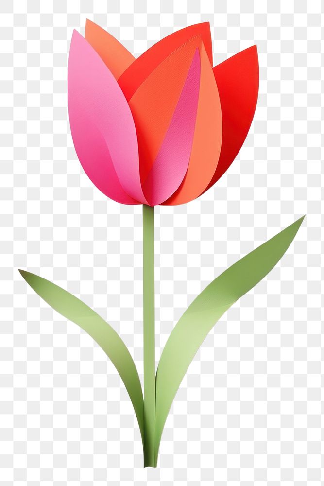 PNG Tulip flower plant  