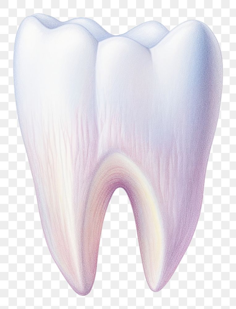 PNG Tooth white background blossom pottery. AI generated Image by rawpixel.