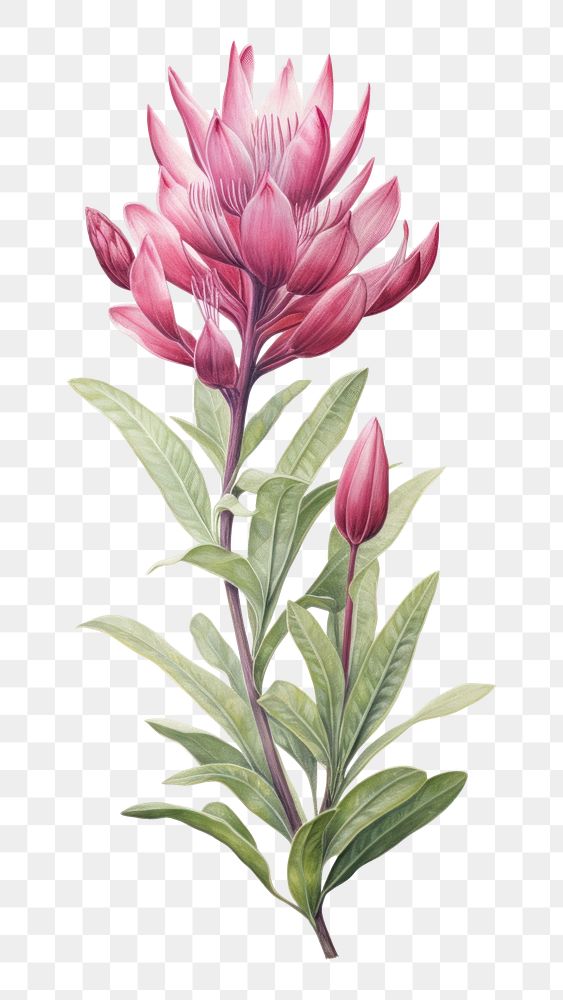 PNG Botanical blossom drawing flower