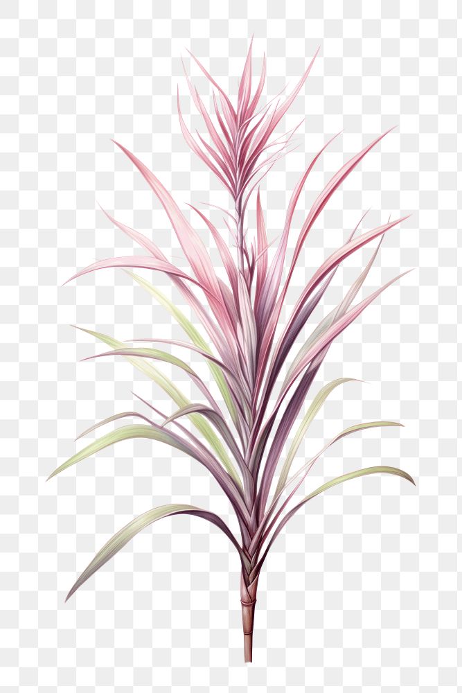 PNG Dracaena Marginata Plant plant drawing grass. 