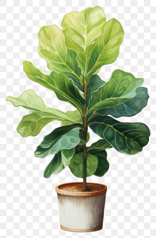 PNG Plant leaf tree houseplant. AI generated Image by rawpixel.