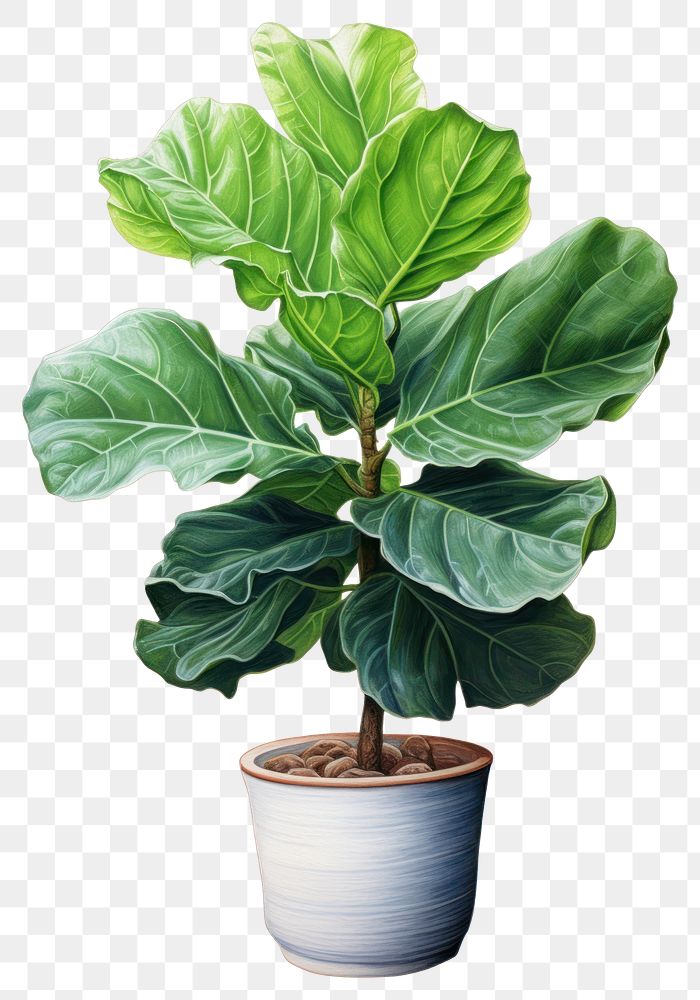 PNG Iddle-leaf fig plant tree white background. AI generated Image by rawpixel.