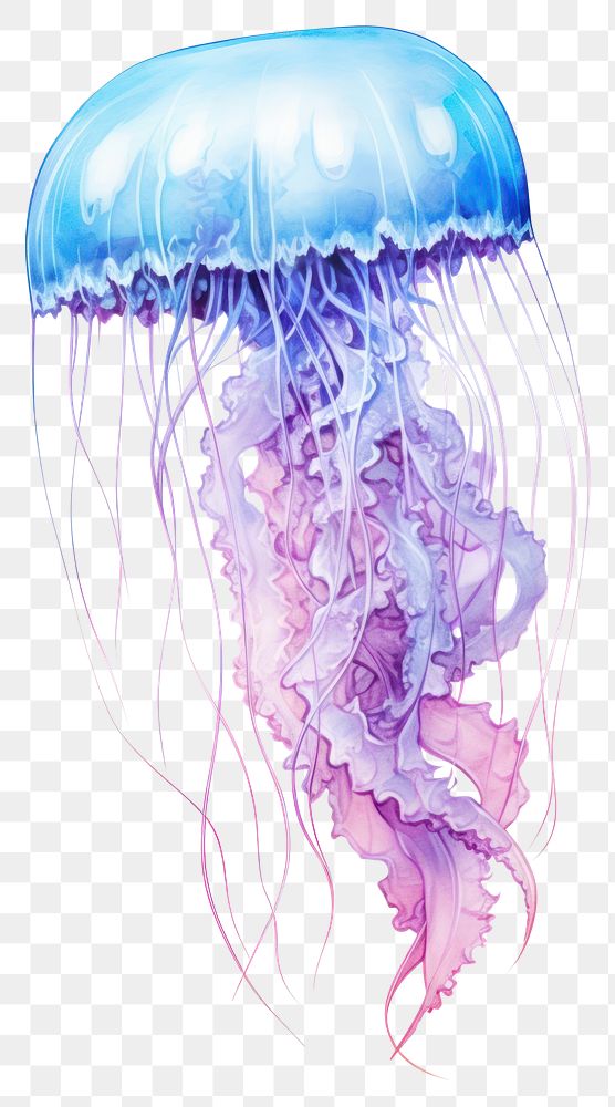 PNG Cute jellyfish drawing animal sketch. 