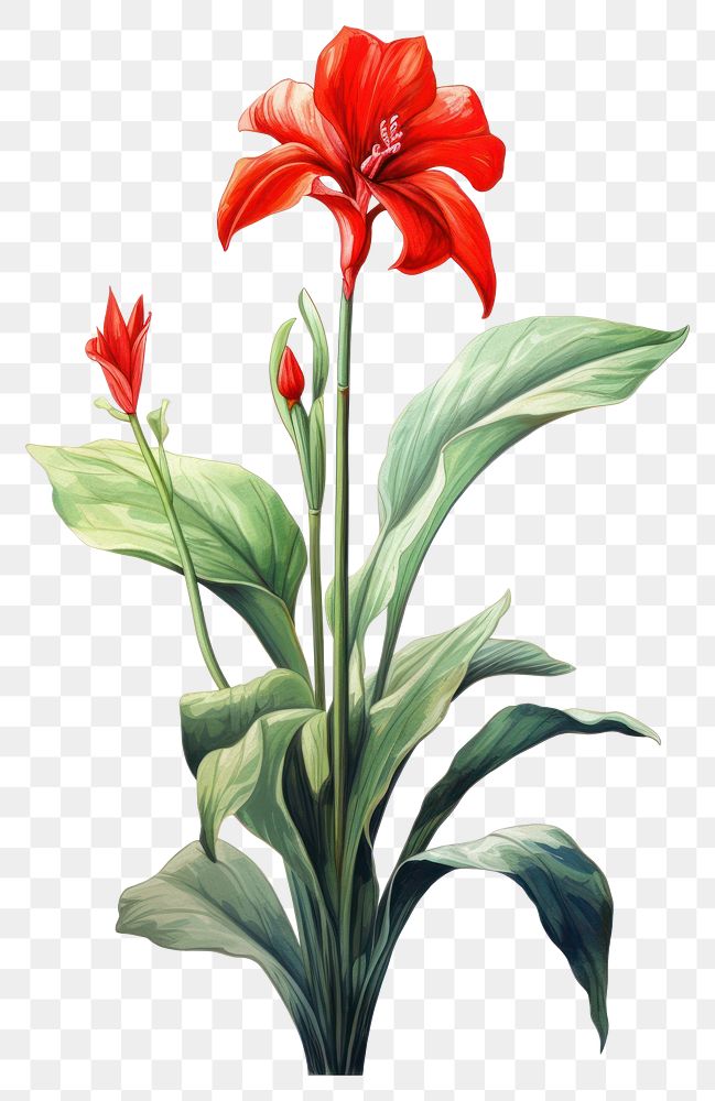 PNG Indoor plant flower red inflorescence. AI generated Image by rawpixel.
