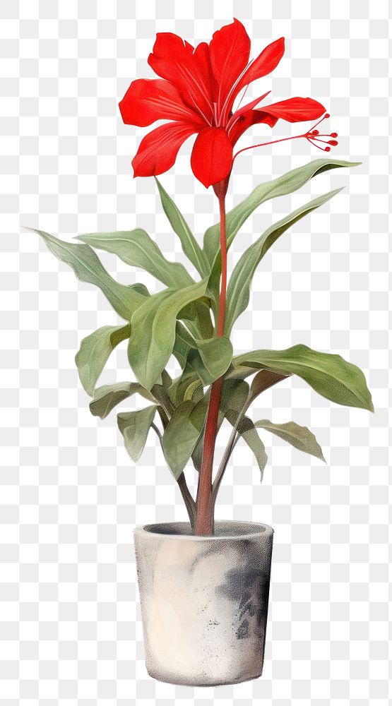 PNG Indoor plant flower red inflorescence. AI generated Image by rawpixel.