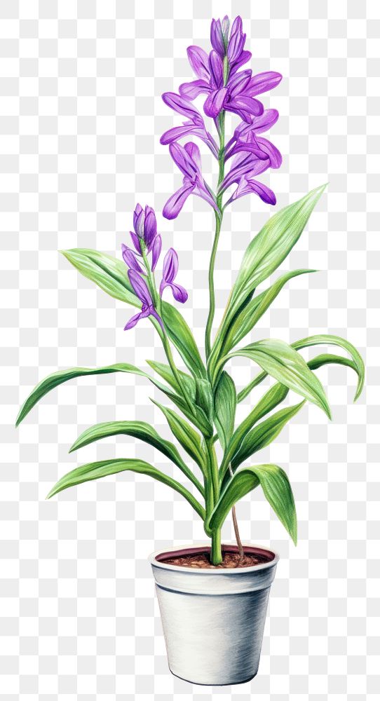 PNG Indoor plant flower purple inflorescence. AI generated Image by rawpixel.