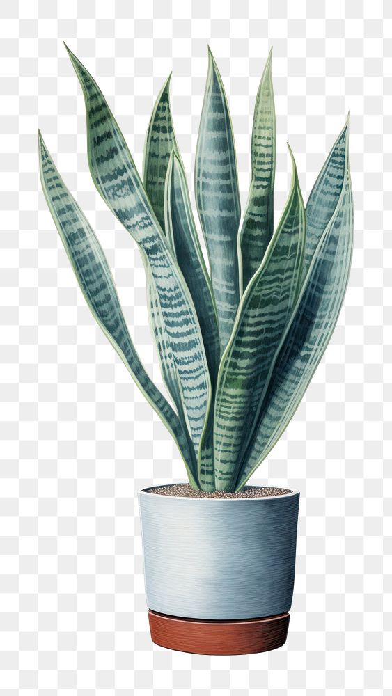 PNG Snake plant leaf white background houseplant. 