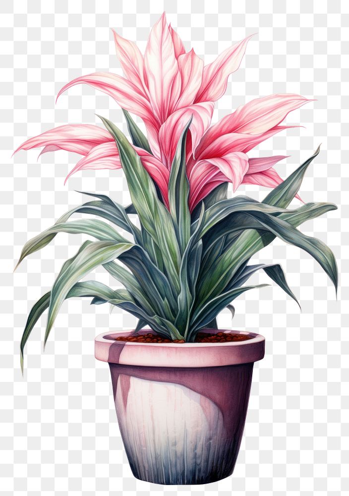 PNG Plant flower red white background. AI generated Image by rawpixel.
