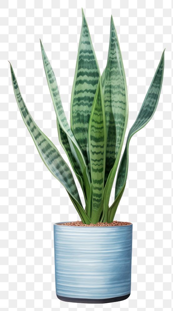 PNG Snake plant leaf vase xanthorrhoeaceae. AI generated Image by rawpixel.