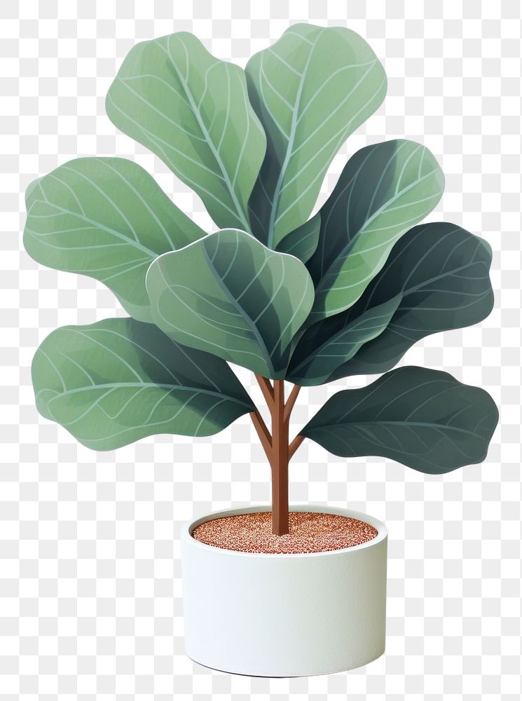 PNG Fiddle-leaf fig houseplant white background freshness flowerpot. AI generated Image by rawpixel.