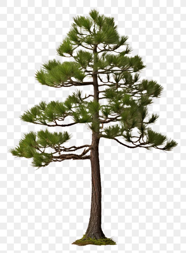 PNG Plant tree pine tranquility. AI generated Image by rawpixel.