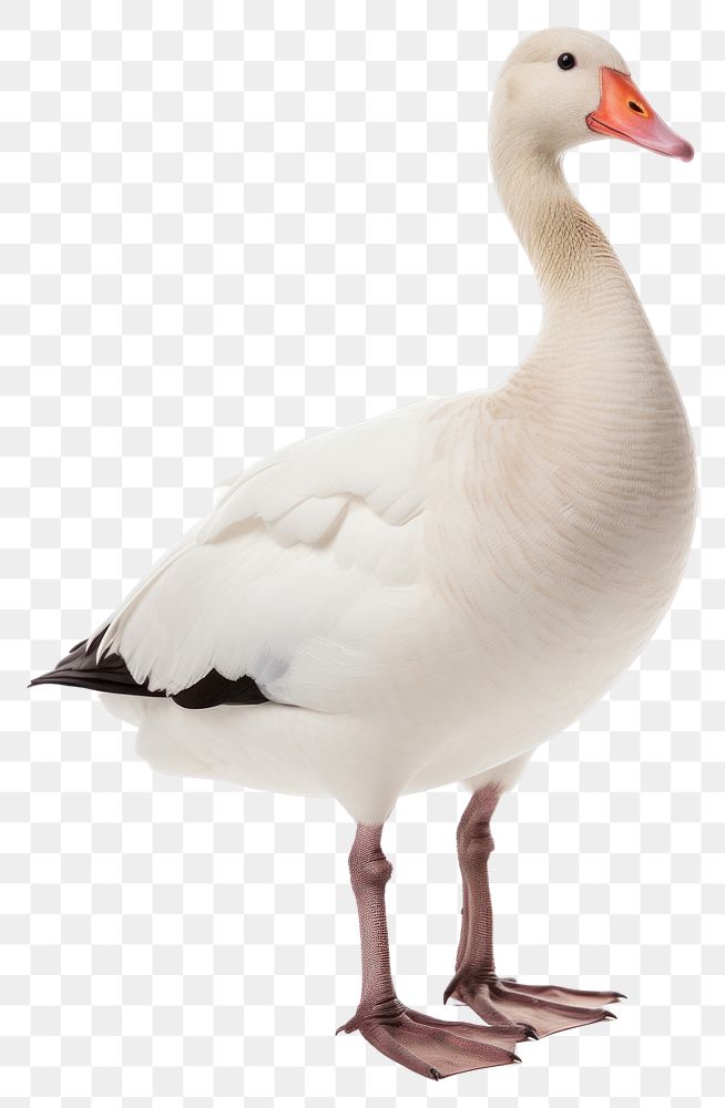 PNG Snow goose animal white bird. AI generated Image by rawpixel.