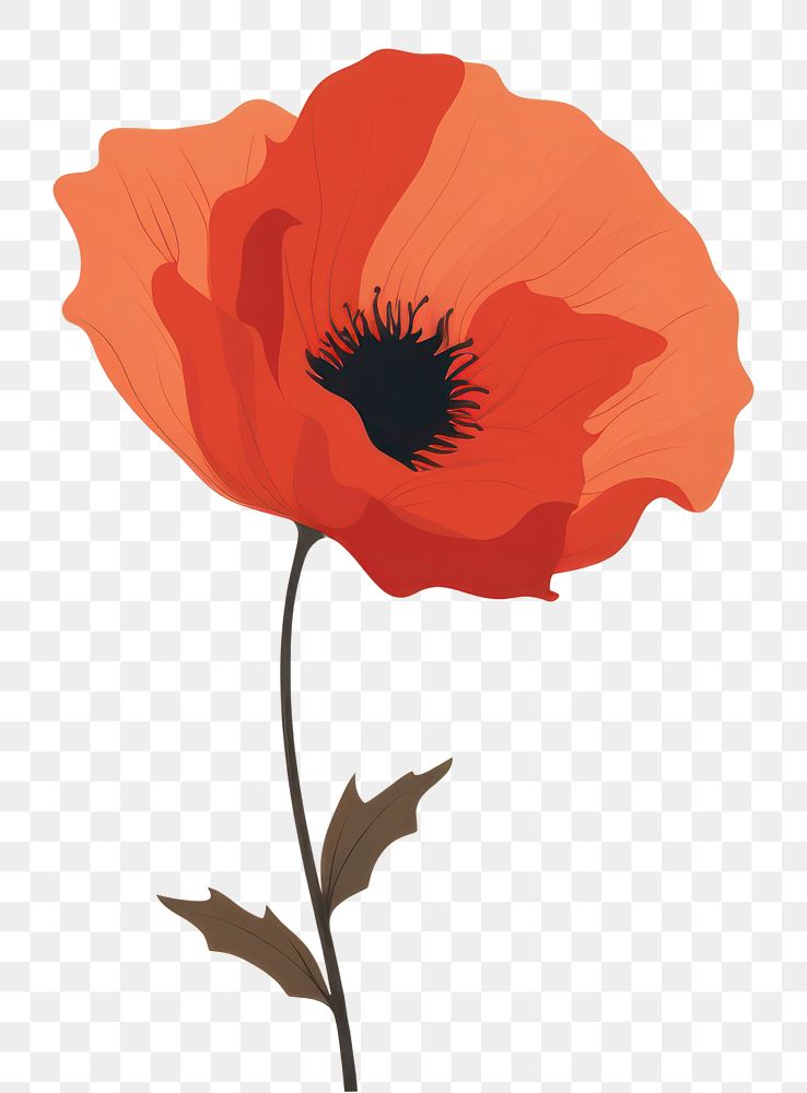 PNG Poppy flower plant rose inflorescence. AI generated Image by rawpixel.