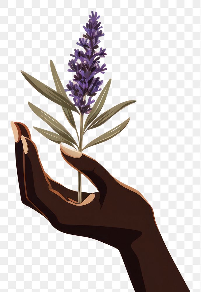 PNG Hand holding lavender flower plant freshness. 